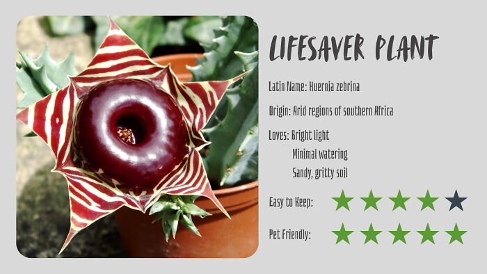 Nature’s Dark Side: 24 Creepy Plants You Might Not Believe Are Real