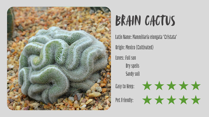 Nature’s Dark Side: 24 Creepy Plants You Might Not Believe Are Real