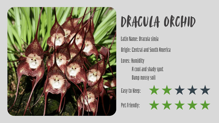 Nature’s Dark Side: 24 Creepy Plants You Might Not Believe Are Real