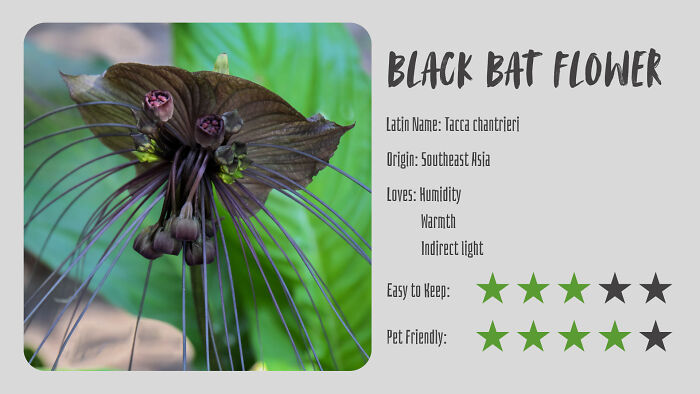 Nature’s Dark Side: 24 Creepy Plants You Might Not Believe Are Real