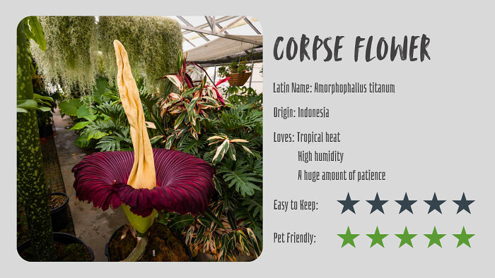 Nature’s Dark Side: 24 Creepy Plants You Might Not Believe Are Real