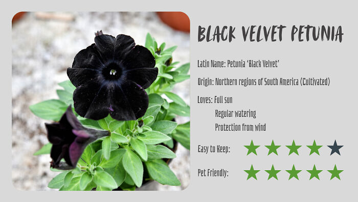 Nature’s Dark Side: 24 Creepy Plants You Might Not Believe Are Real