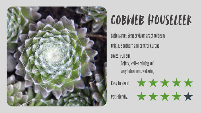 Nature’s Dark Side: 24 Creepy Plants You Might Not Believe Are Real