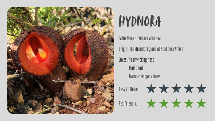 Nature’s Dark Side: 24 Creepy Plants You Might Not Believe Are Real