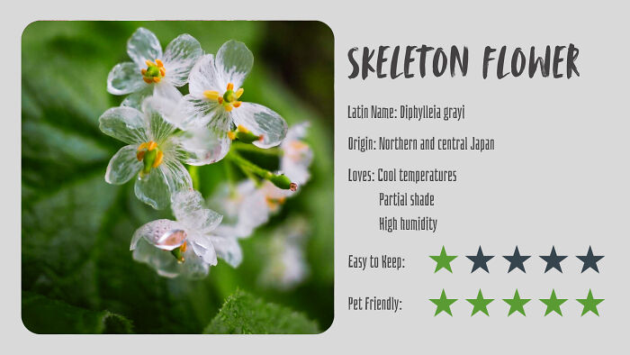 Nature’s Dark Side: 24 Creepy Plants You Might Not Believe Are Real