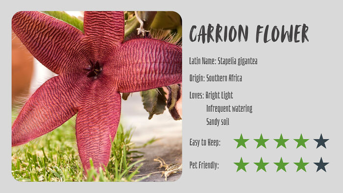Nature’s Dark Side: 24 Creepy Plants You Might Not Believe Are Real