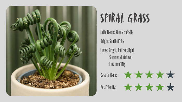 Nature’s Dark Side: 24 Creepy Plants You Might Not Believe Are Real