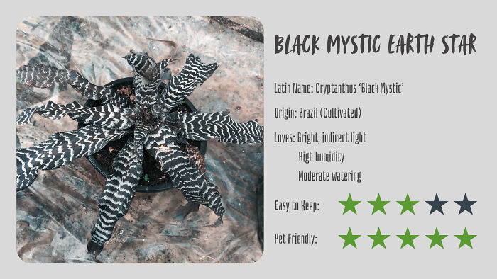 Nature’s Dark Side: 24 Creepy Plants You Might Not Believe Are Real