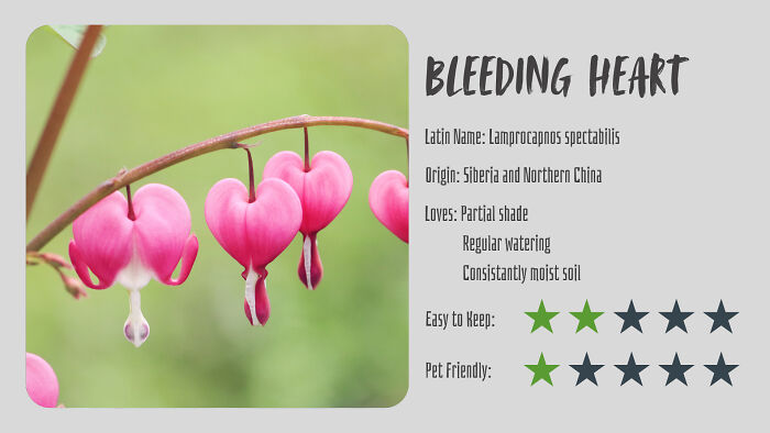 Nature’s Dark Side: 24 Creepy Plants You Might Not Believe Are Real