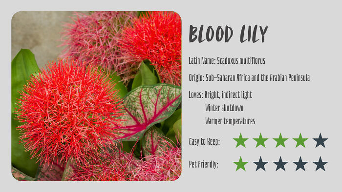 Nature’s Dark Side: 24 Creepy Plants You Might Not Believe Are Real