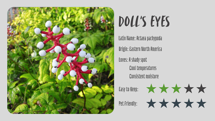 Nature’s Dark Side: 24 Creepy Plants You Might Not Believe Are Real