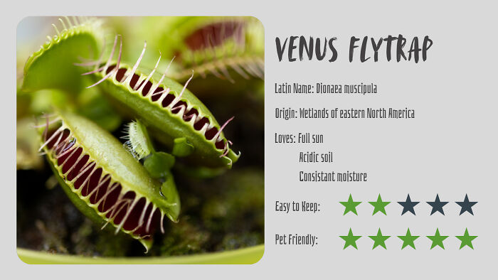 Nature’s Dark Side: 24 Creepy Plants You Might Not Believe Are Real