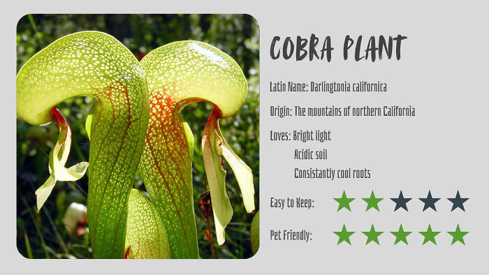 Nature’s Dark Side: 24 Creepy Plants You Might Not Believe Are Real