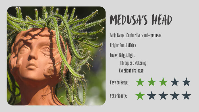Nature’s Dark Side: 24 Creepy Plants You Might Not Believe Are Real