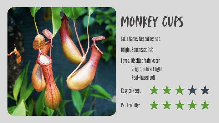 Nature’s Dark Side: 24 Creepy Plants You Might Not Believe Are Real