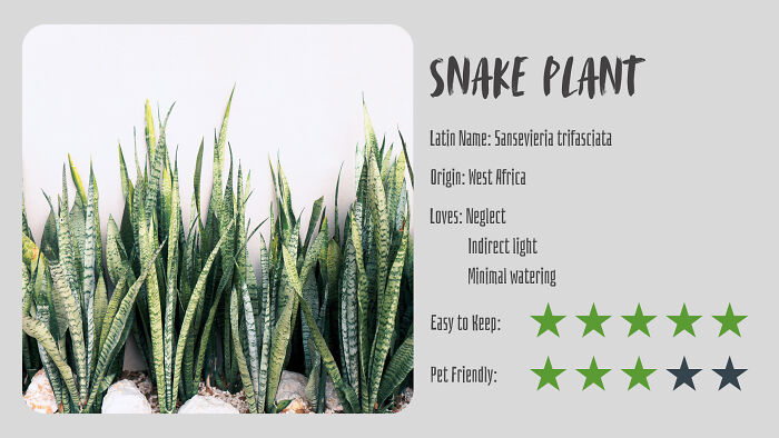 Nature’s Dark Side: 24 Creepy Plants You Might Not Believe Are Real