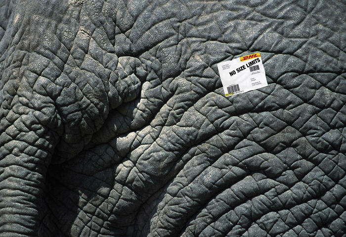 Here Are The 26 Best Elephant Ads That Are Absolutely Unforgettable