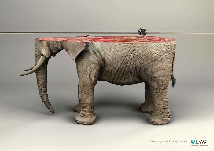 Here Are The 26 Best Elephant Ads That Are Absolutely Unforgettable