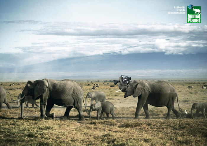 Here Are The 26 Best Elephant Ads That Are Absolutely Unforgettable