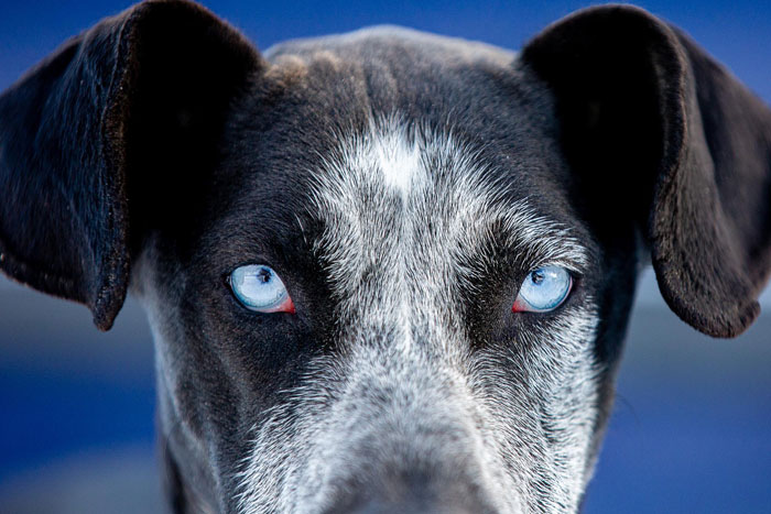 Elderly Lady Allegedly Plans To Steal Neighbor’s Doggo For Her Friend’s Daughter, Owner In Shock