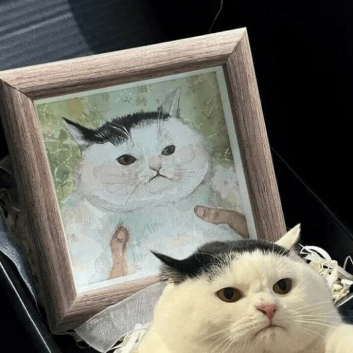 80 Purr-Fect Kitties Who Totally Deserve Their Own Catwalk And Comedy Show