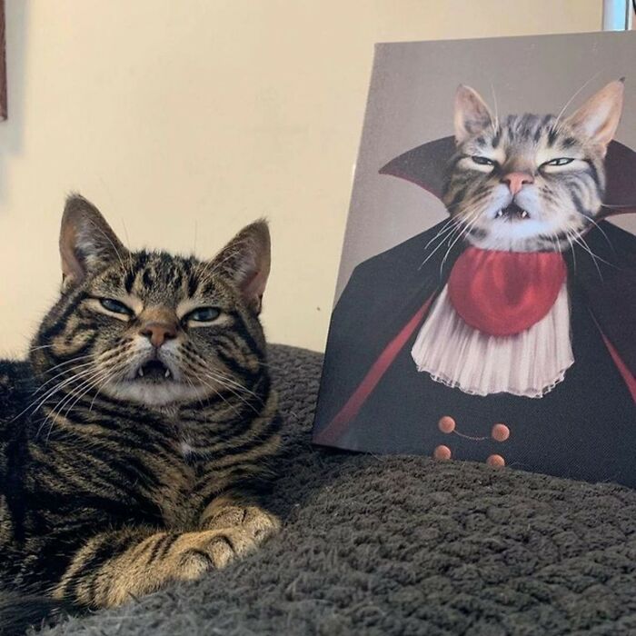 80 Purr-Fect Kitties Who Totally Deserve Their Own Catwalk And Comedy Show
