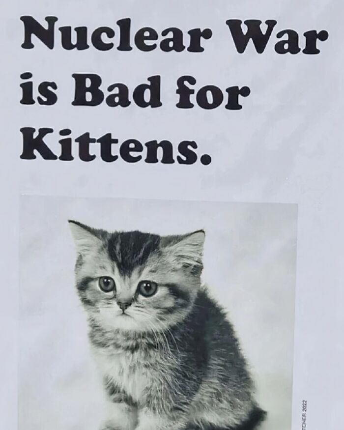 80 Purr-Fect Kitties Who Totally Deserve Their Own Catwalk And Comedy Show