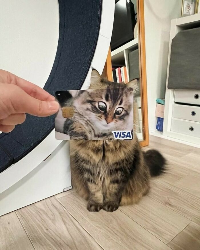 80 Purr-Fect Kitties Who Totally Deserve Their Own Catwalk And Comedy Show