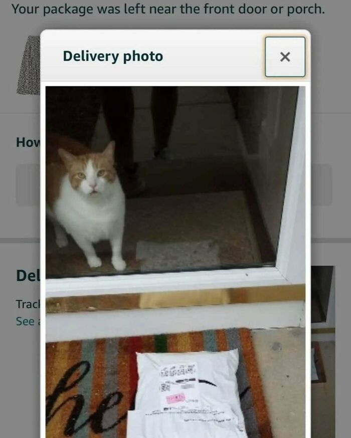 80 Purr-Fect Kitties Who Totally Deserve Their Own Catwalk And Comedy Show