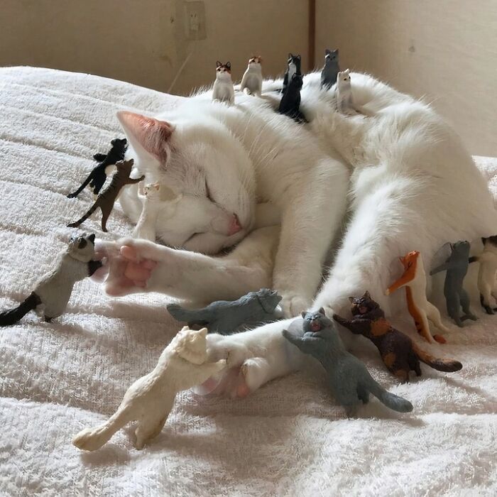 80 Purr-Fect Kitties Who Totally Deserve Their Own Catwalk And Comedy Show