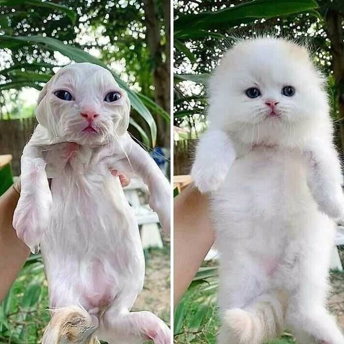 80 Purr-Fect Kitties Who Totally Deserve Their Own Catwalk And Comedy Show
