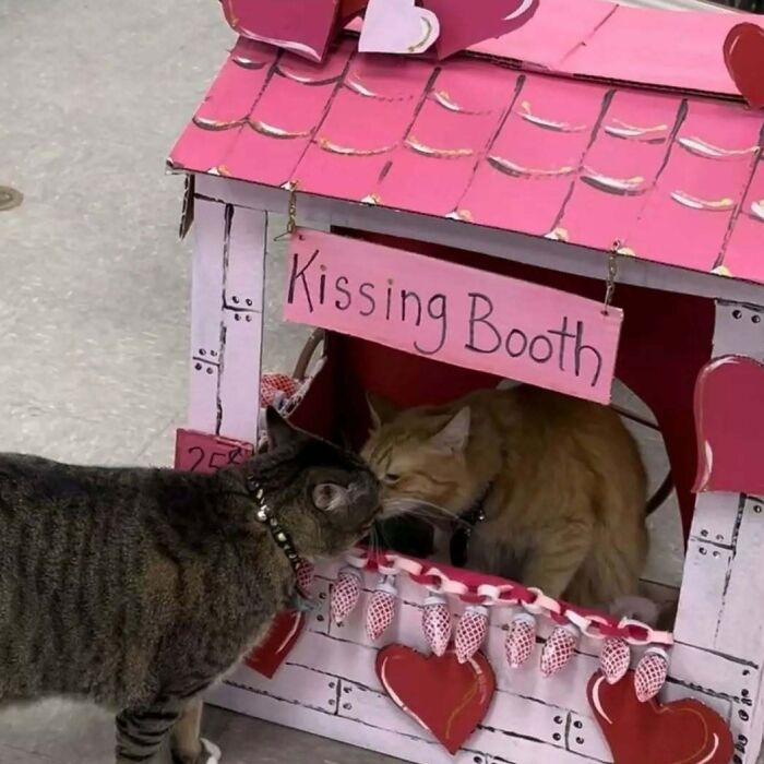 80 Purr-Fect Kitties Who Totally Deserve Their Own Catwalk And Comedy Show