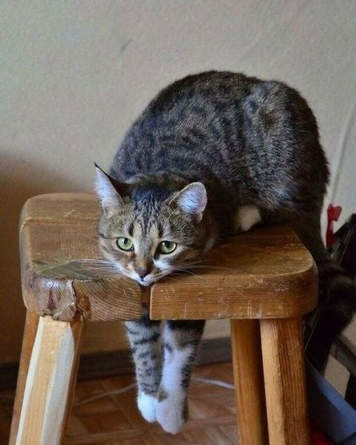 80 Purr-Fect Kitties Who Totally Deserve Their Own Catwalk And Comedy Show