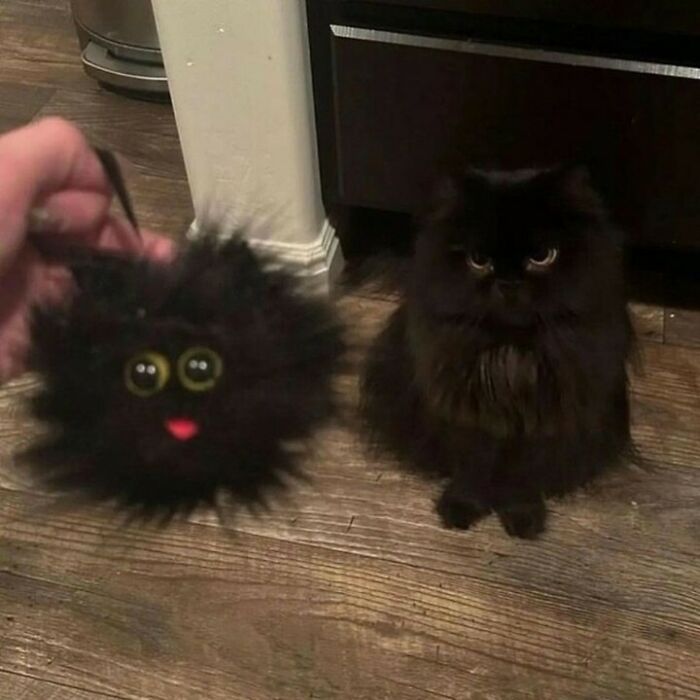 80 Purr-Fect Kitties Who Totally Deserve Their Own Catwalk And Comedy Show