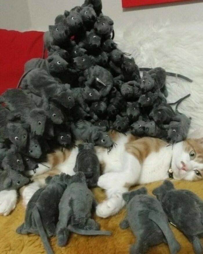80 Purr-Fect Kitties Who Totally Deserve Their Own Catwalk And Comedy Show
