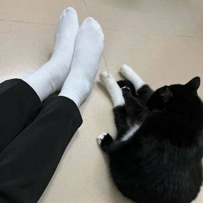 80 Purr-Fect Kitties Who Totally Deserve Their Own Catwalk And Comedy Show