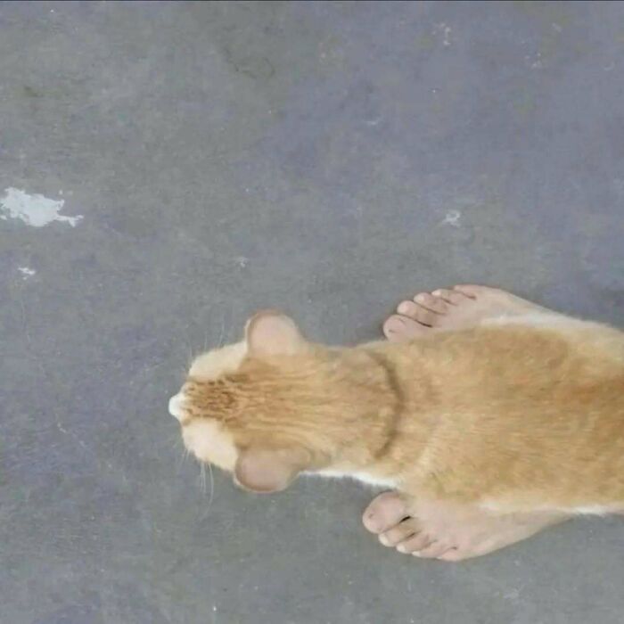 80 Purr-Fect Kitties Who Totally Deserve Their Own Catwalk And Comedy Show