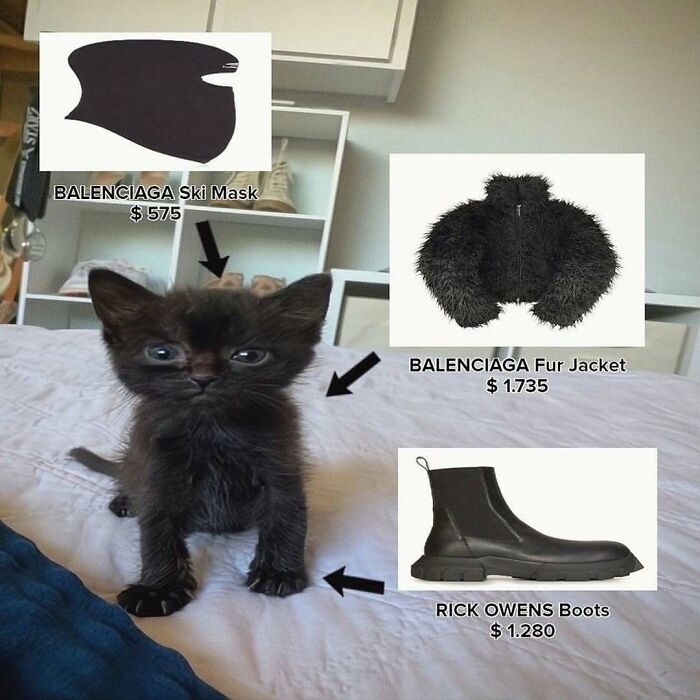 80 Purr-Fect Kitties Who Totally Deserve Their Own Catwalk And Comedy Show
