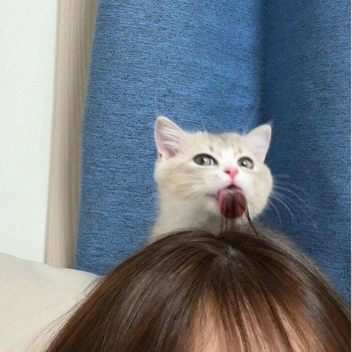 80 Purr-Fect Kitties Who Totally Deserve Their Own Catwalk And Comedy Show
