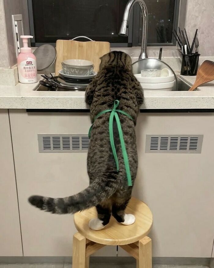 80 Purr-Fect Kitties Who Totally Deserve Their Own Catwalk And Comedy Show