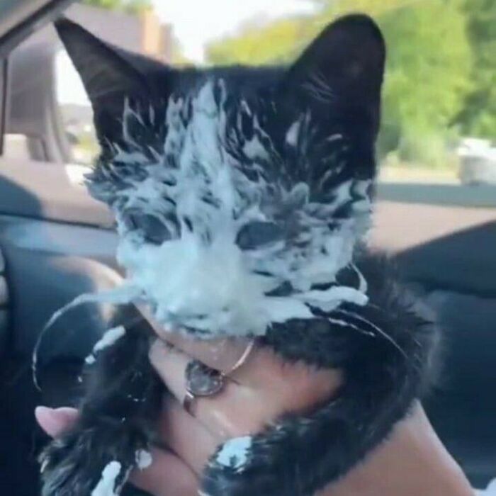 80 Purr-Fect Kitties Who Totally Deserve Their Own Catwalk And Comedy Show
