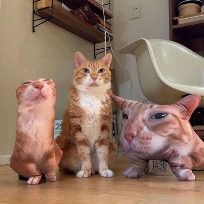 80 Purr-Fect Kitties Who Totally Deserve Their Own Catwalk And Comedy Show