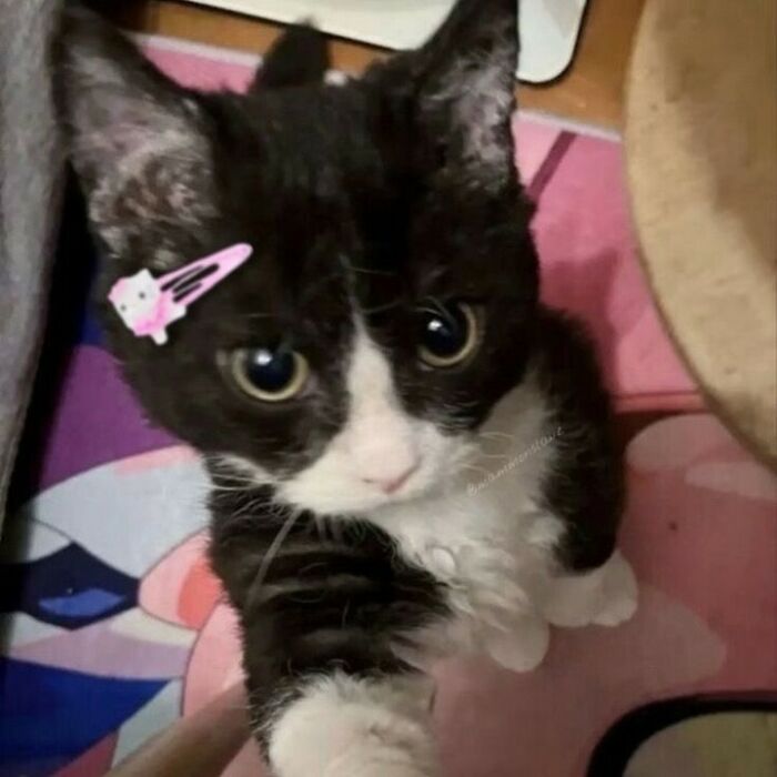 80 Purr-Fect Kitties Who Totally Deserve Their Own Catwalk And Comedy Show