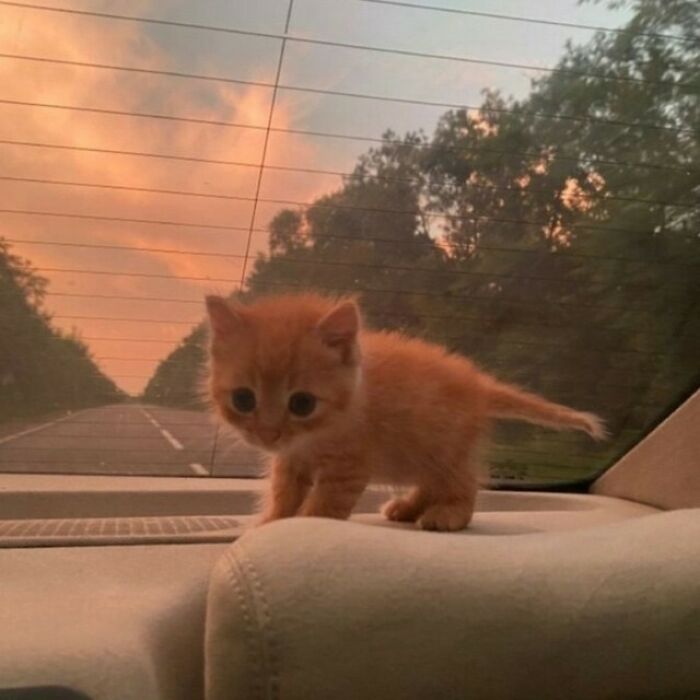 80 Purr-Fect Kitties Who Totally Deserve Their Own Catwalk And Comedy Show