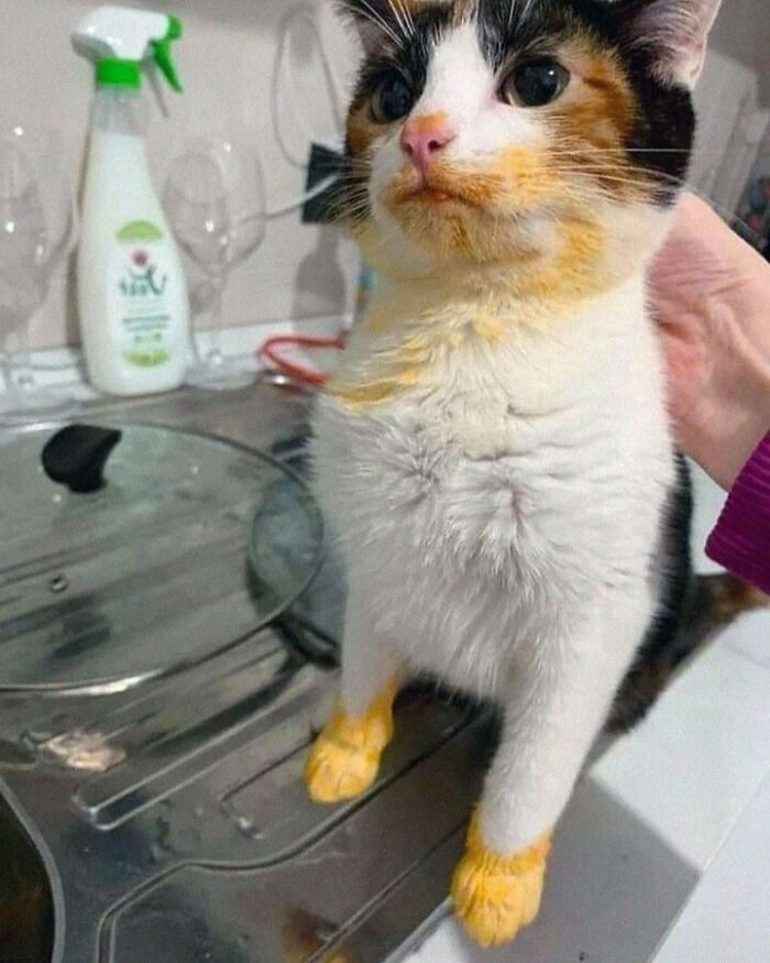 80 Purr-Fect Kitties Who Totally Deserve Their Own Catwalk And Comedy Show