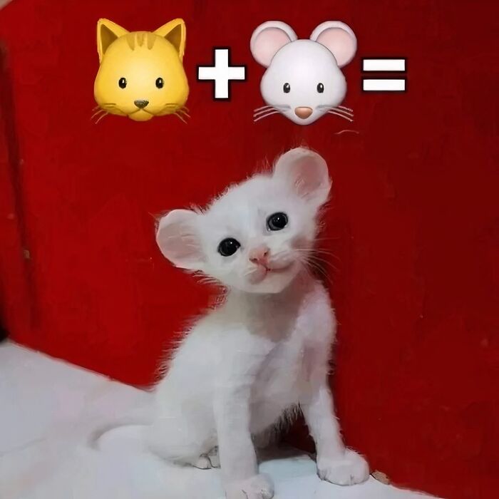 80 Purr-Fect Kitties Who Totally Deserve Their Own Catwalk And Comedy Show
