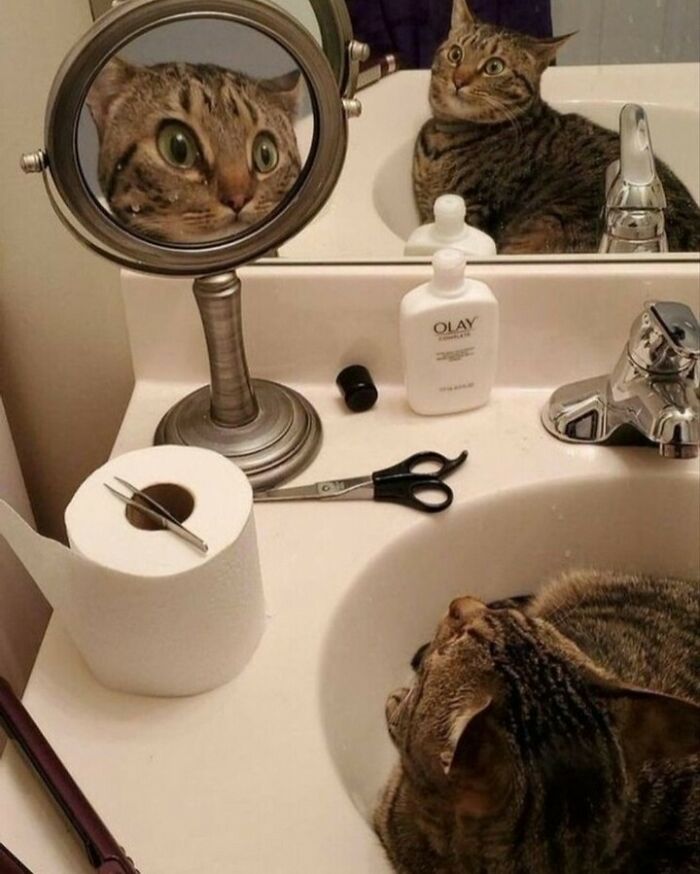 80 Purr-Fect Kitties Who Totally Deserve Their Own Catwalk And Comedy Show