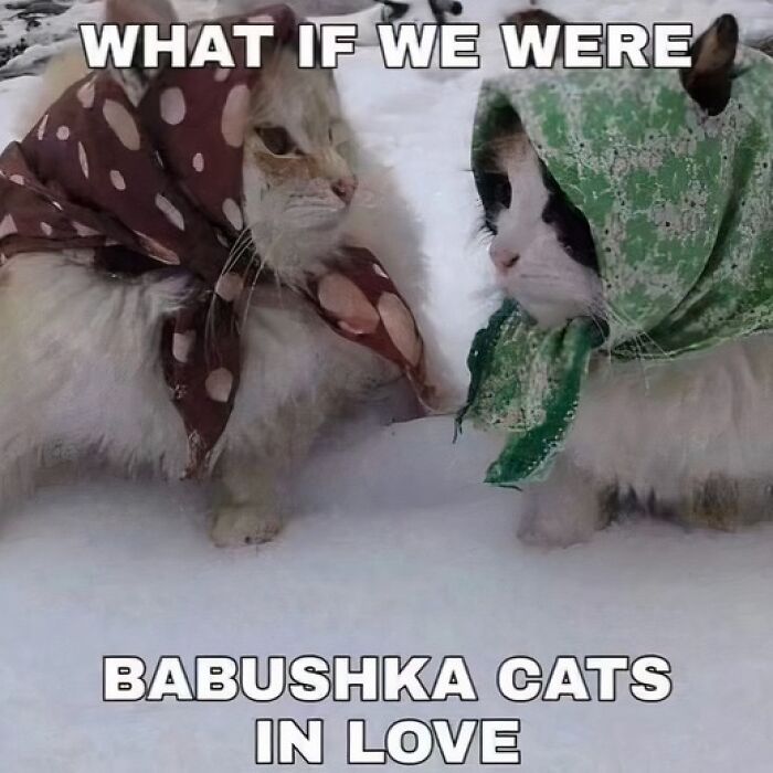 80 Purr-Fect Kitties Who Totally Deserve Their Own Catwalk And Comedy Show