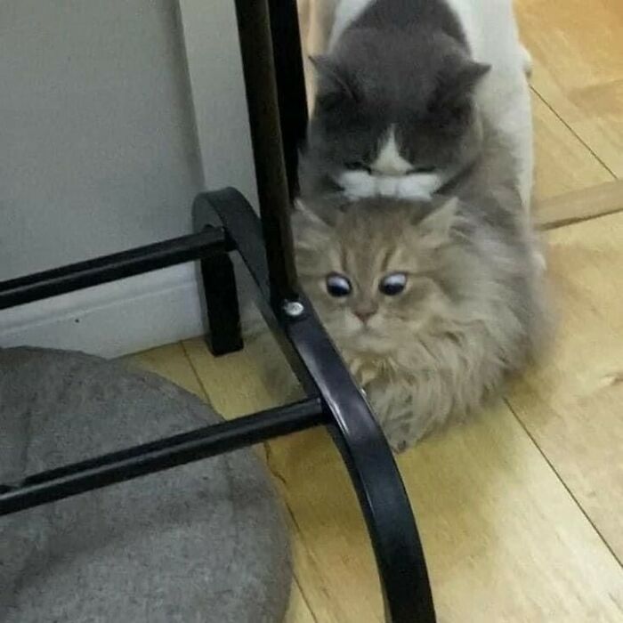 80 Purr-Fect Kitties Who Totally Deserve Their Own Catwalk And Comedy Show
