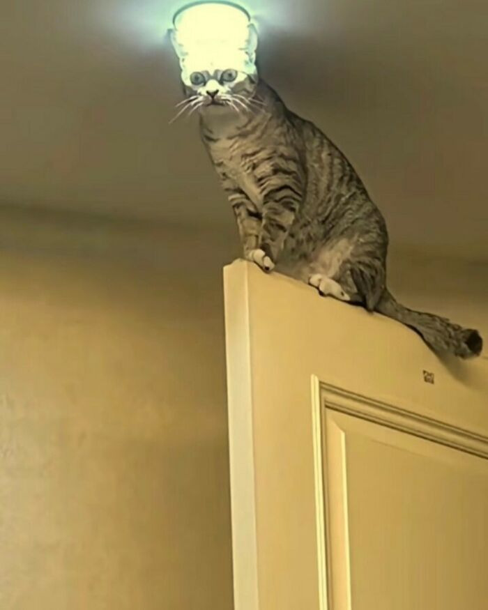 80 Purr-Fect Kitties Who Totally Deserve Their Own Catwalk And Comedy Show